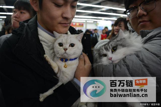 央视揭露猫贷乱象 免费领养猫背后的惊人套路 (央视揭露猫贷是真的吗)